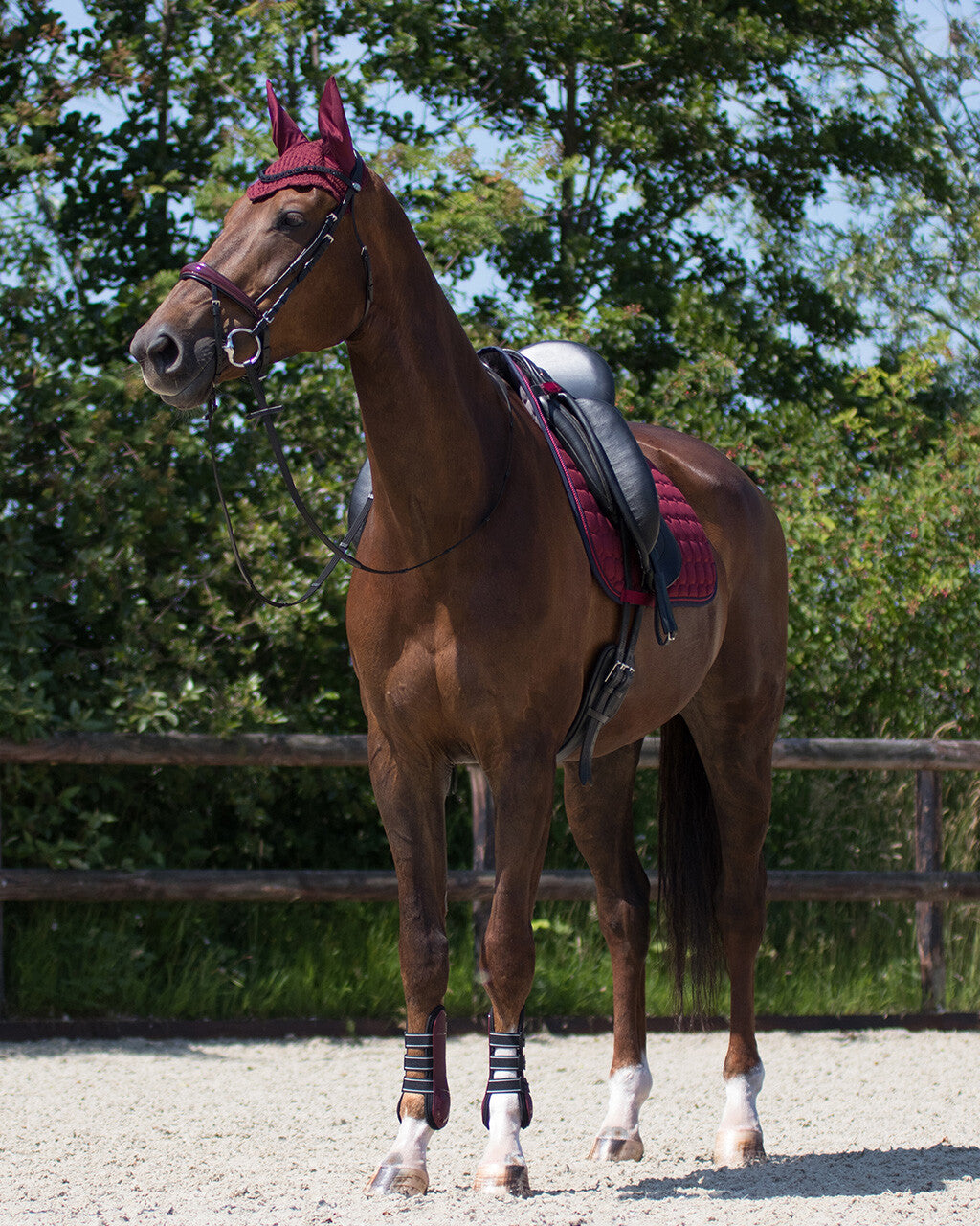 Tapis de selle Florence Bordeaux Dressage