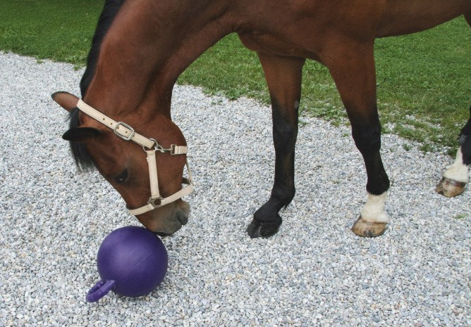 Balle à jouer pour chevaux Violet